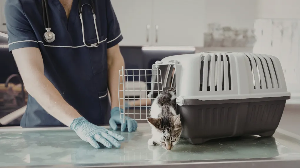 Nejlepší přepravka pro kočku do bytu a k veterináři
